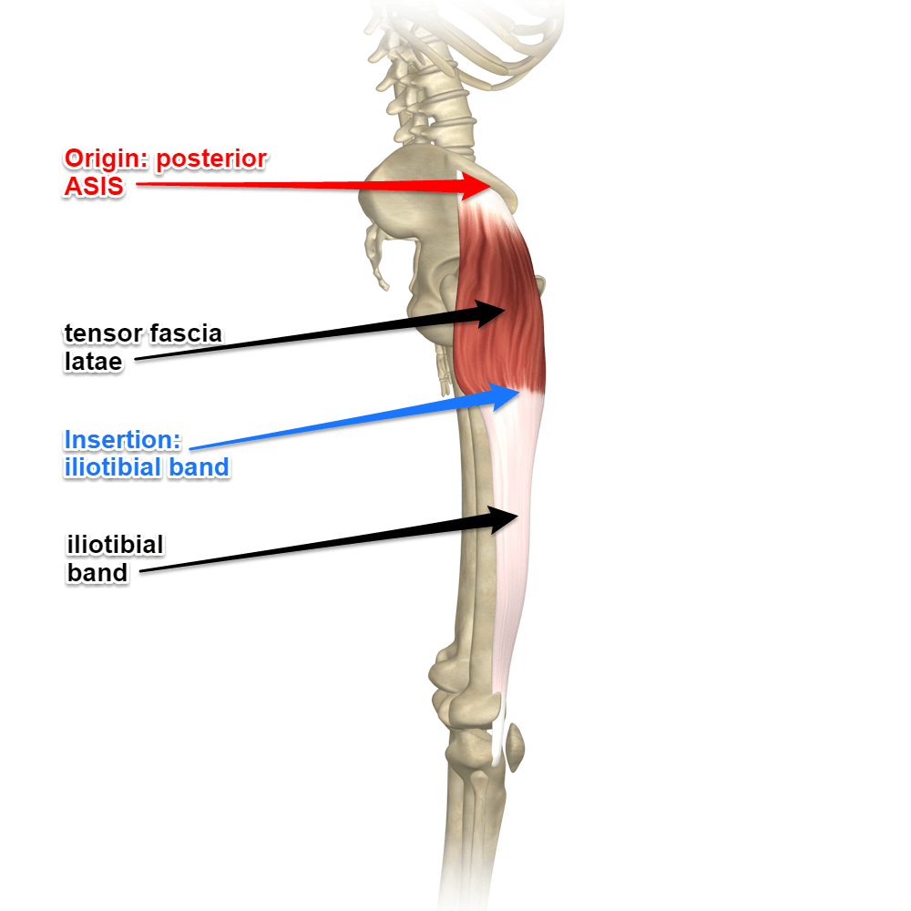 대퇴근막장근(Tensor fascia lata)