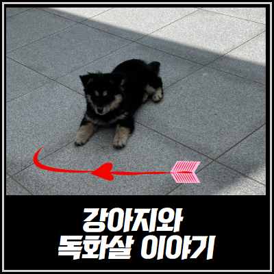 카지노 게임 추천