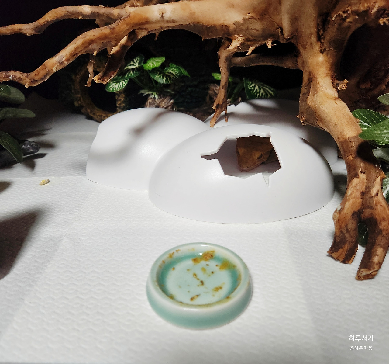 카지노 게임 사이트