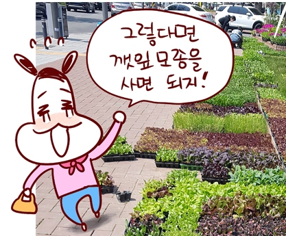 04집에서 깻잎 기르기-모종 심기