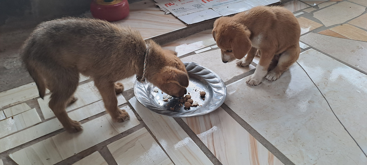 카지노 게임 사이트