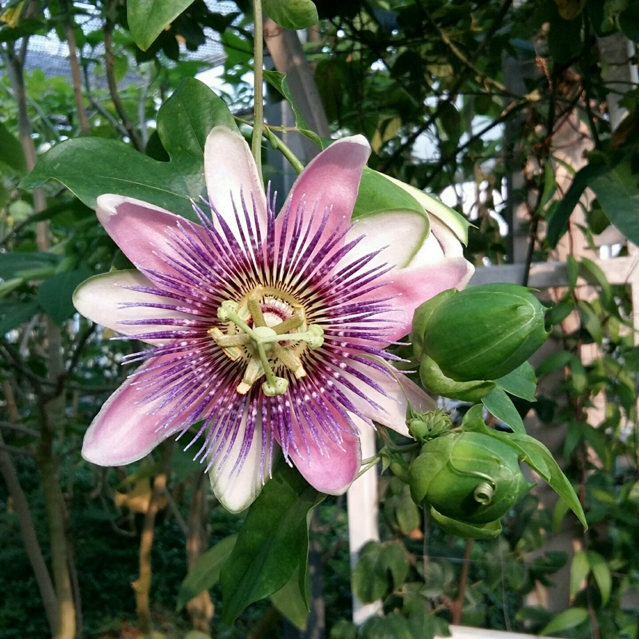 사람 꽃