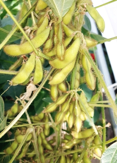 10화 가짜뉴스는 깐 콩깍지인가 안깐 콩깍지인가?