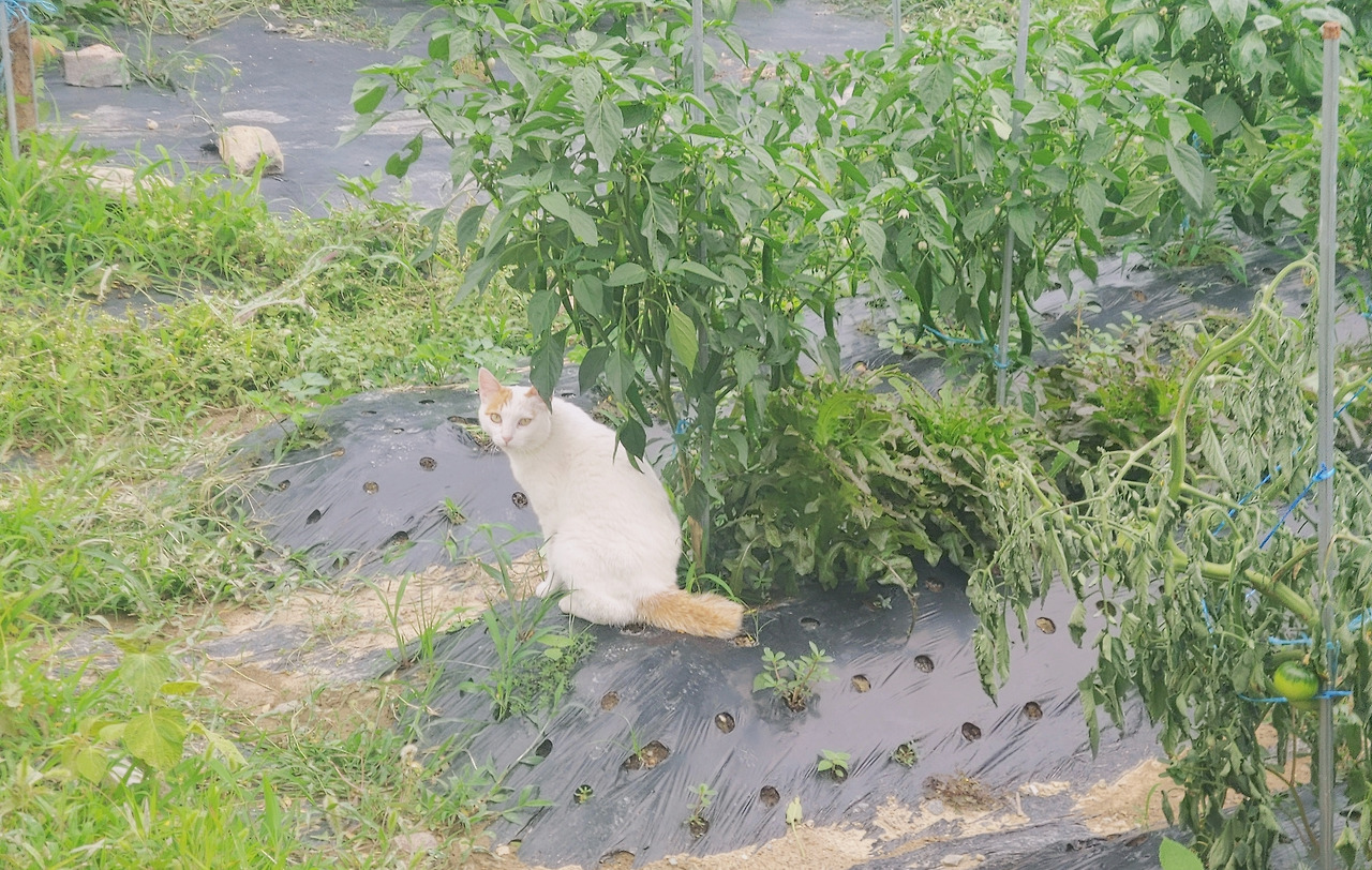 무료 카지노 게임
