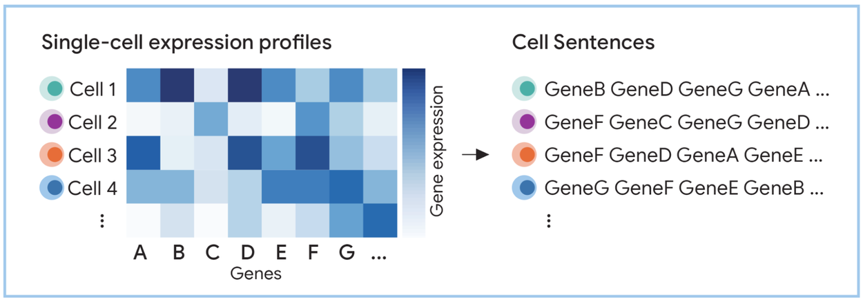 유전자 발현량에 따라 세포 문장을 생성하는 모습. 출처: 구글
