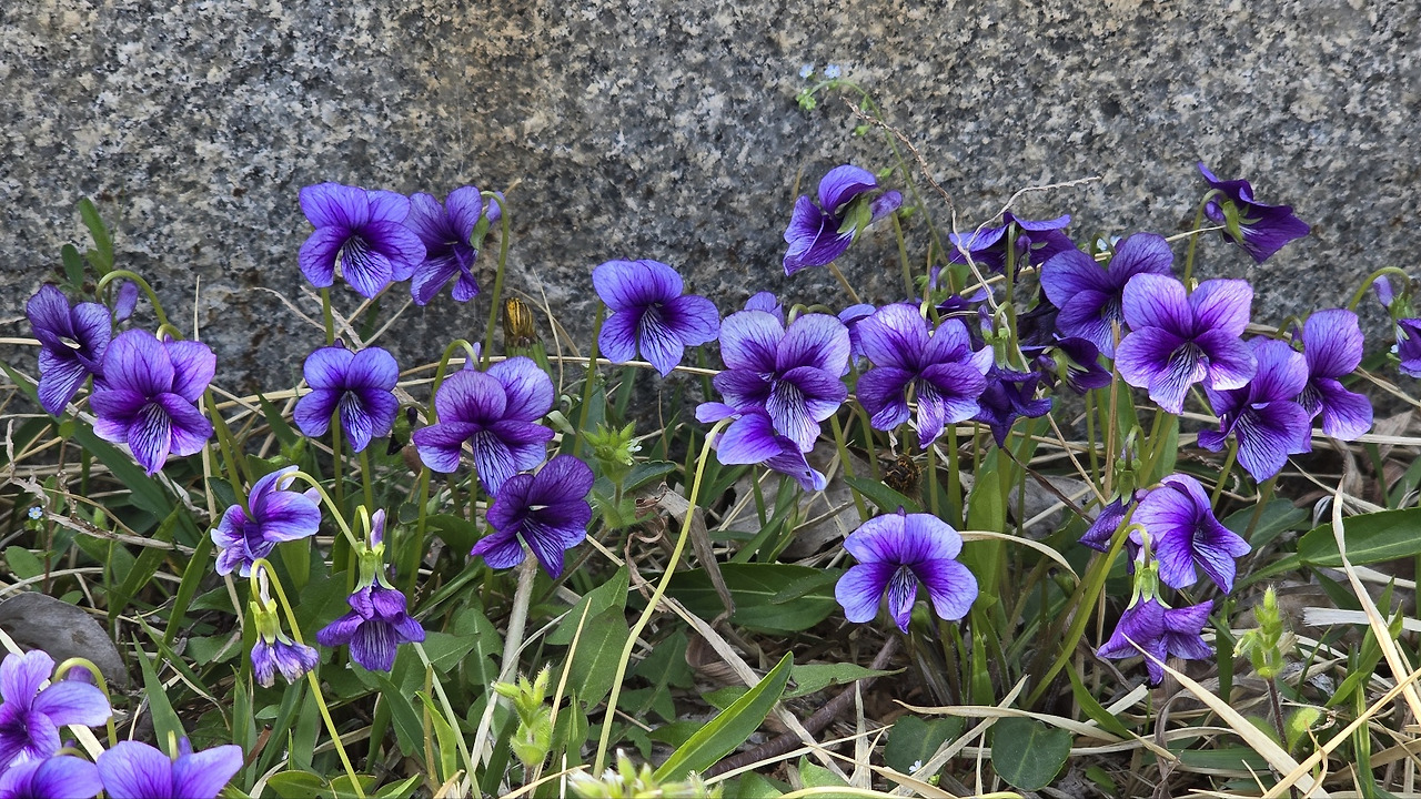 카지노 게임