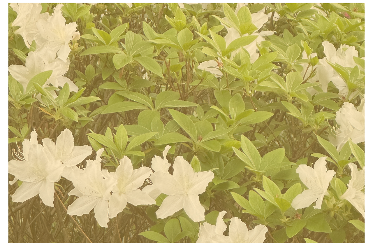 카지노 가입 쿠폰