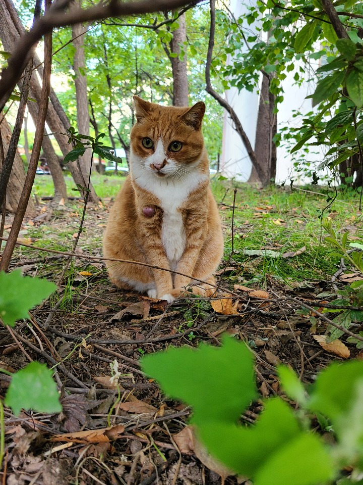 별양동 고양이