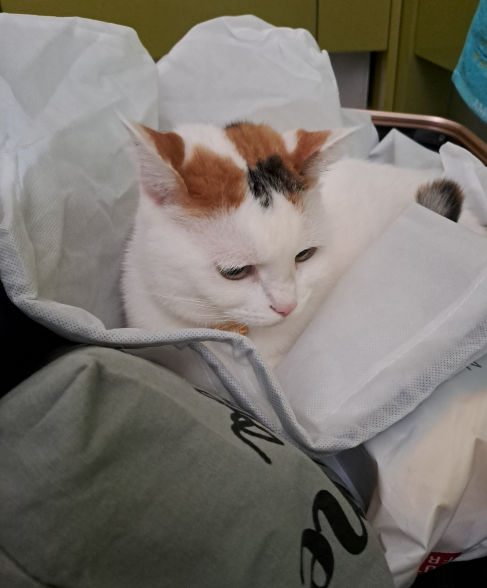 무료 카지노 게임