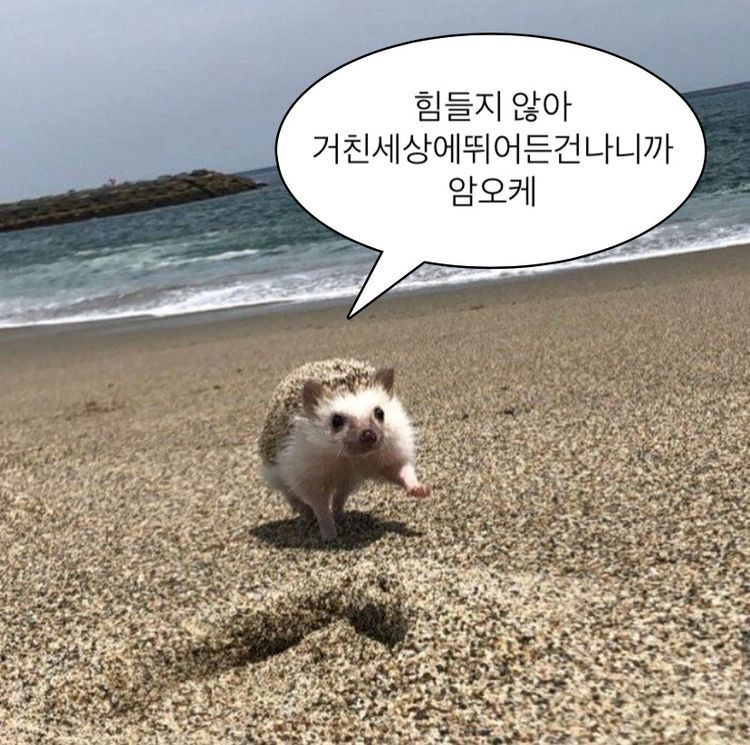 카지노 게임 사이트