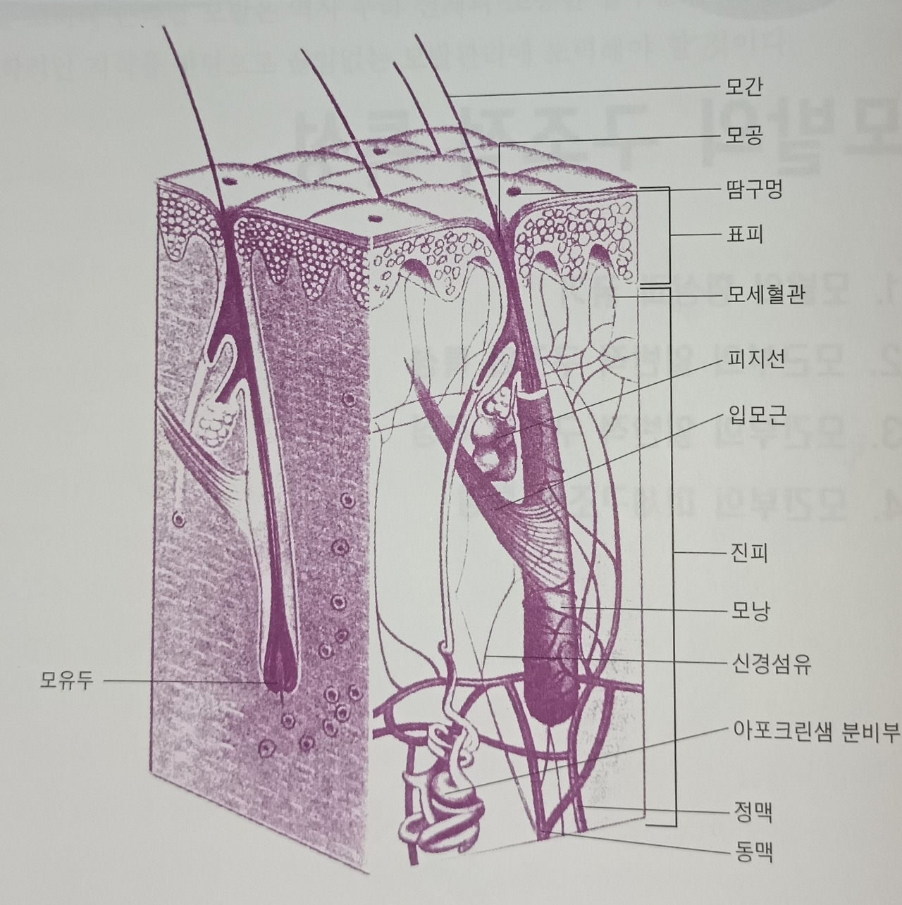 02화 안녕하십니까 당신의 모발