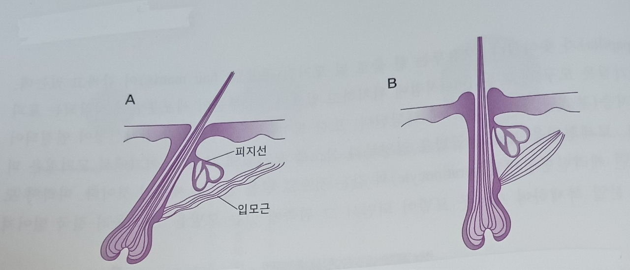 03화 안녕하십니까 당신의 모발
