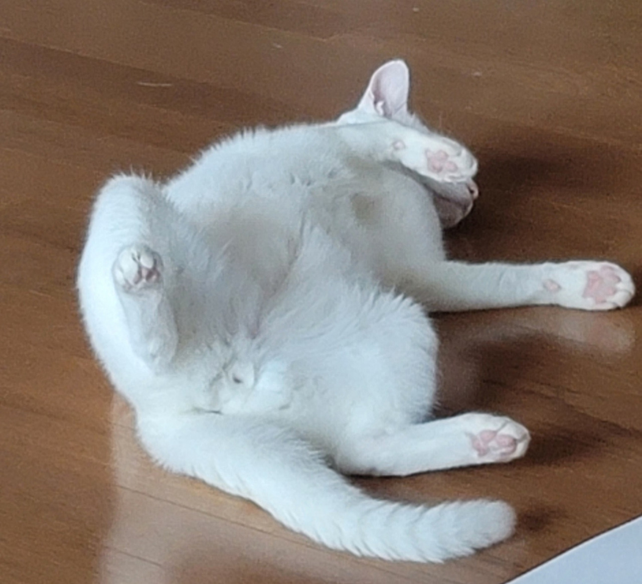 카지노 게임 추천
