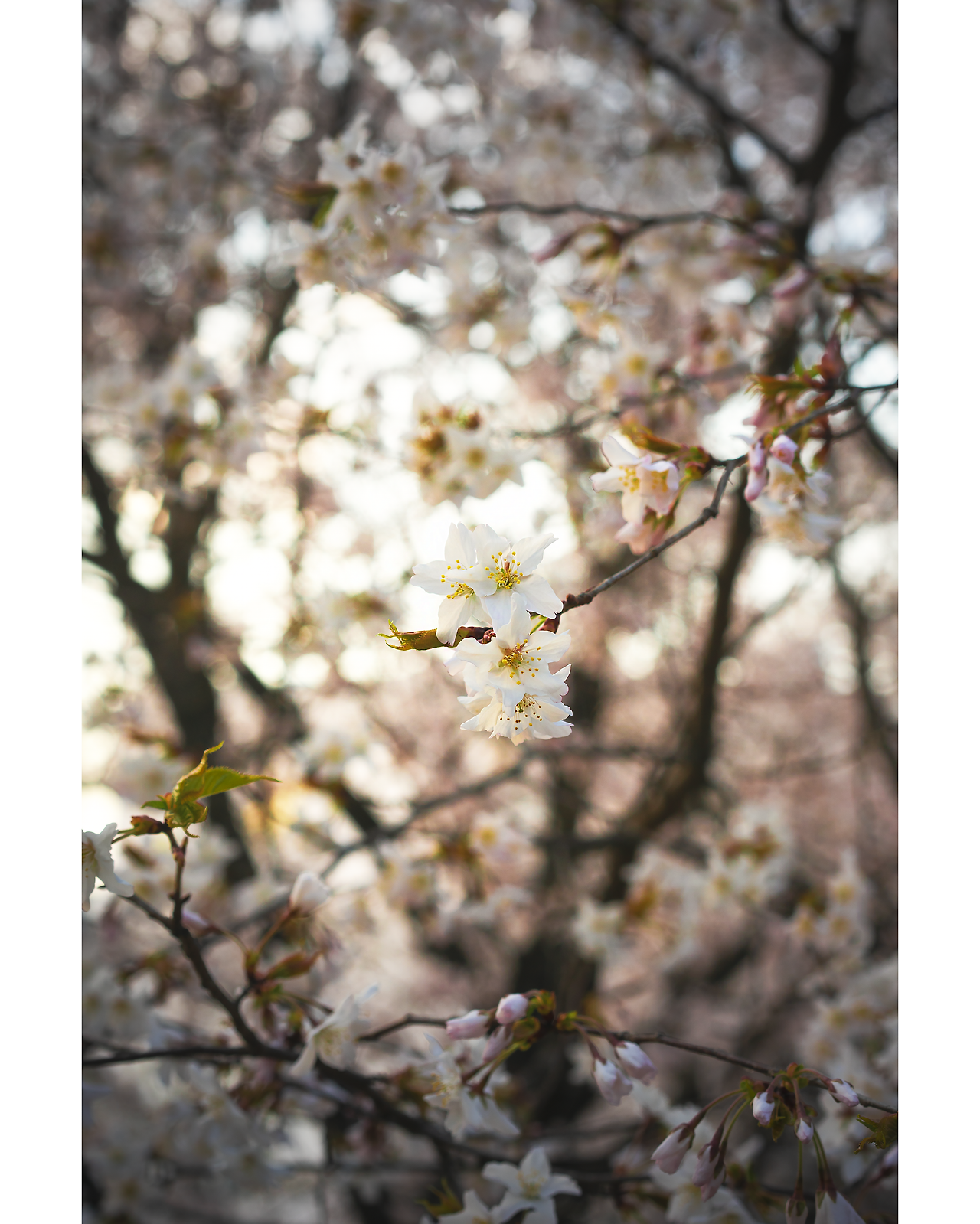 직장인의 밸런스 게임