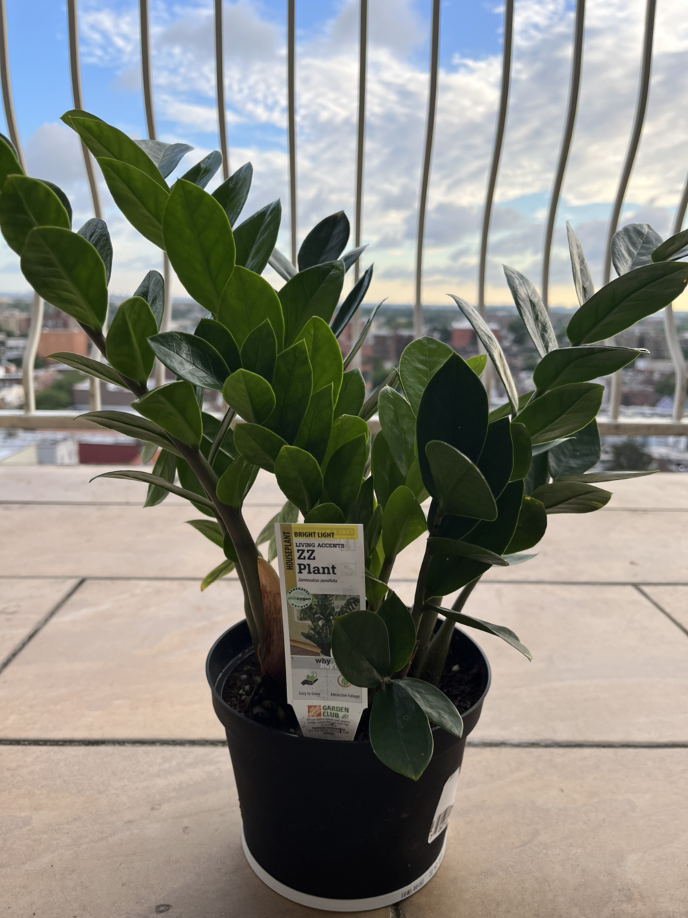 강인한 생명력의 ZZ Plant (금전수)