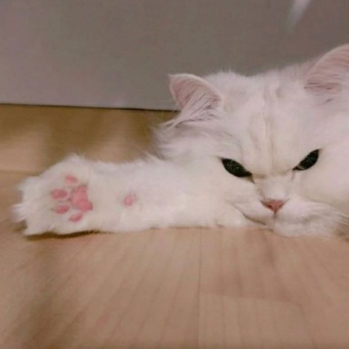 분홍젤리 발바닥 떡하니 보여주는 츤데레 고양이