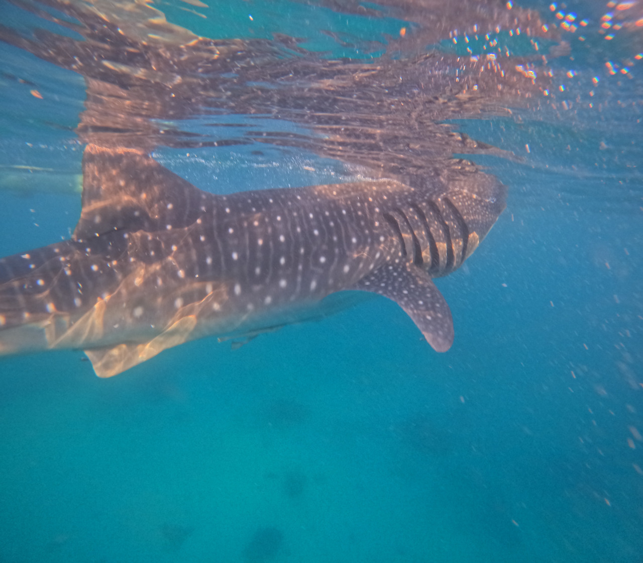 세부에서 만난 동물 친구들 - 1. 고래상어편 : 네이버 블로그