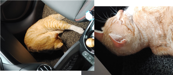 무료 카지노 게임