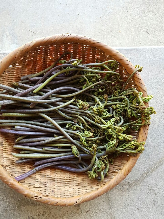 왔다, 봄의 맛! _ 생고사리