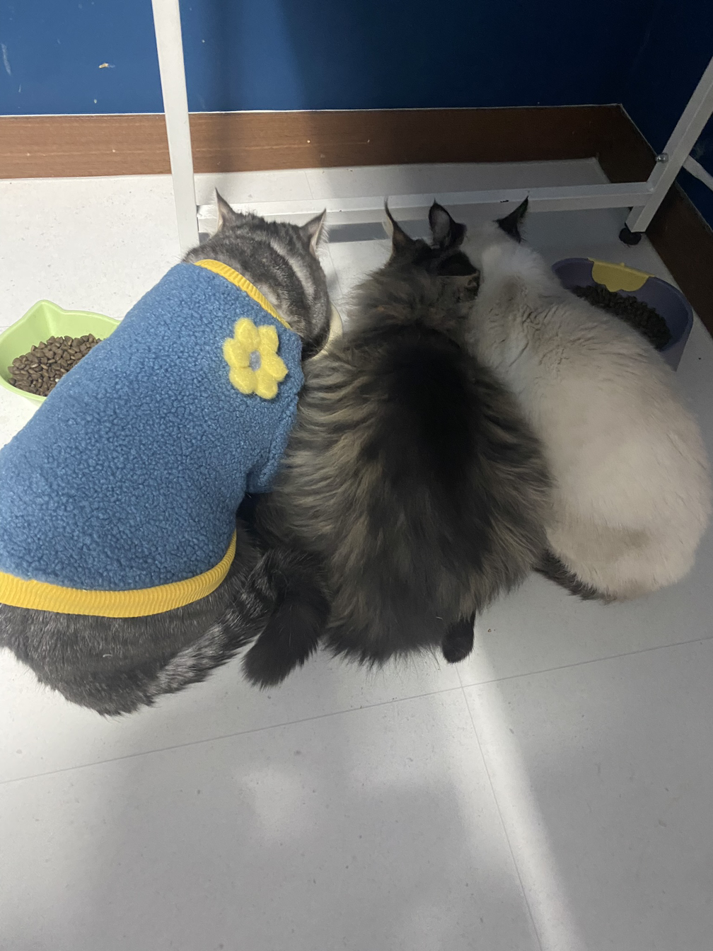 카지노 게임 사이트