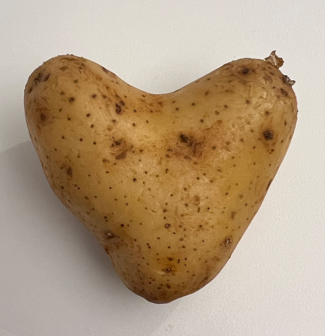 카지노 쿠폰