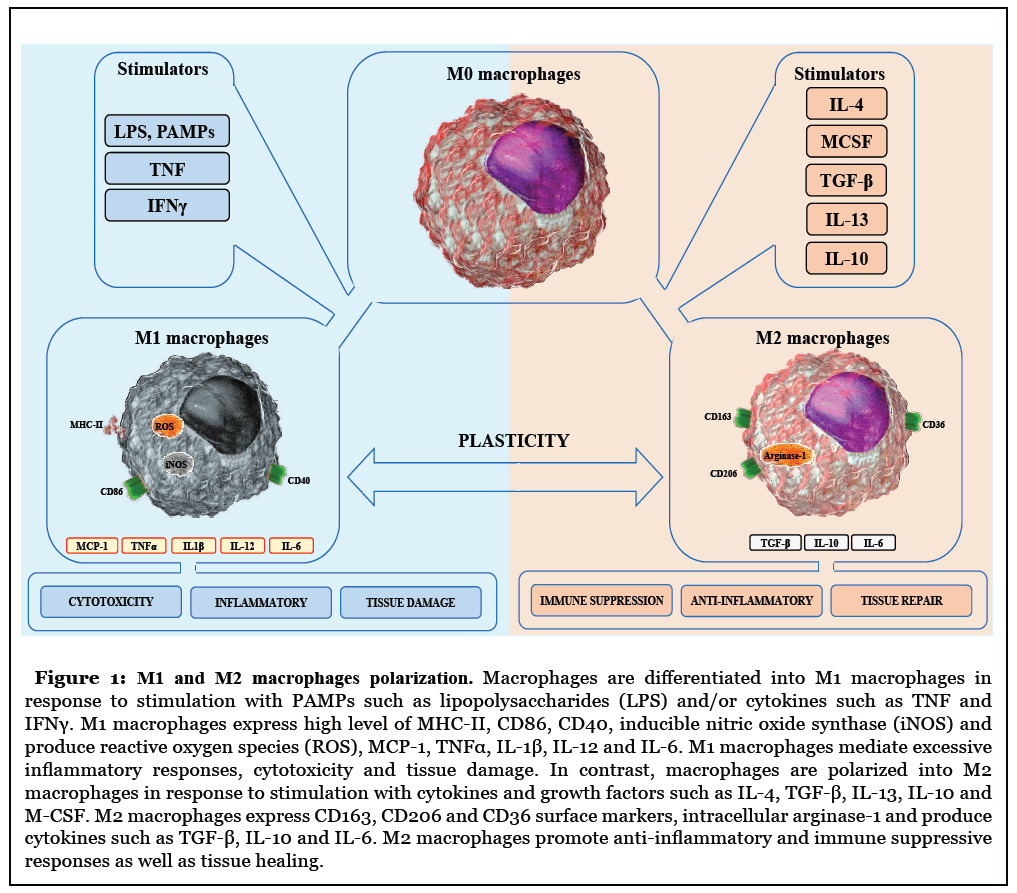 macrophage