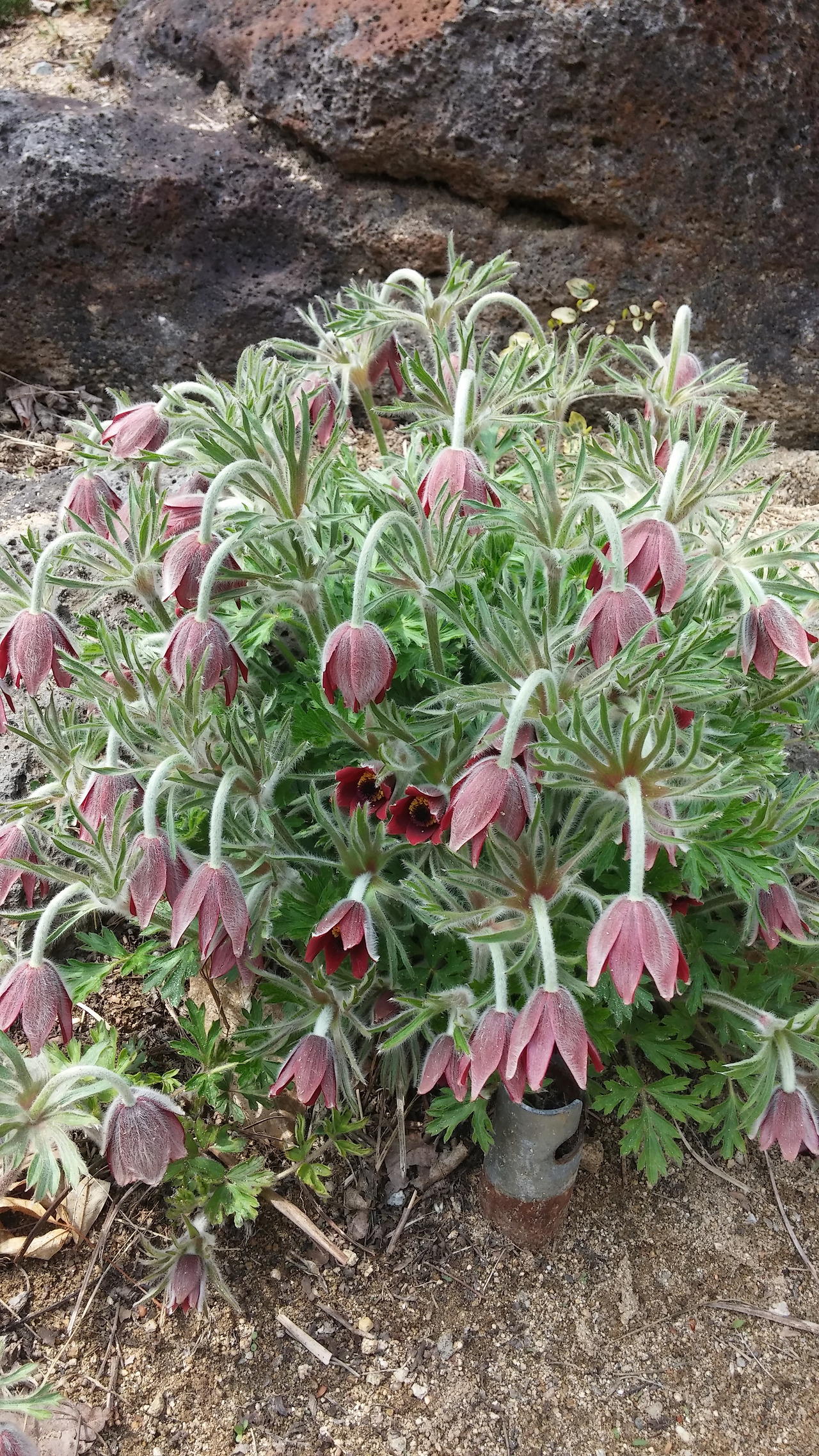 20화 자전거와 할머니(시수필)