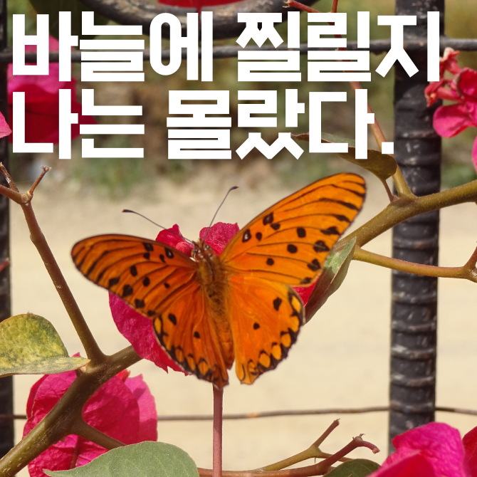 하이 로우 토토 사이트