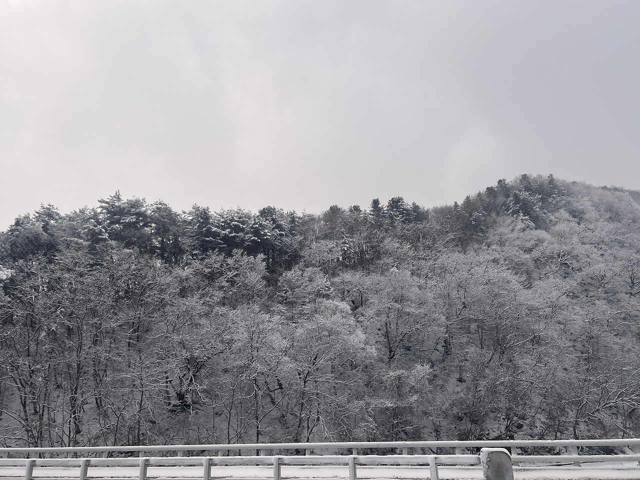 바카라 드래곤