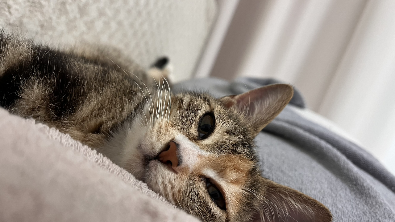 고양이 쓰담쓰담