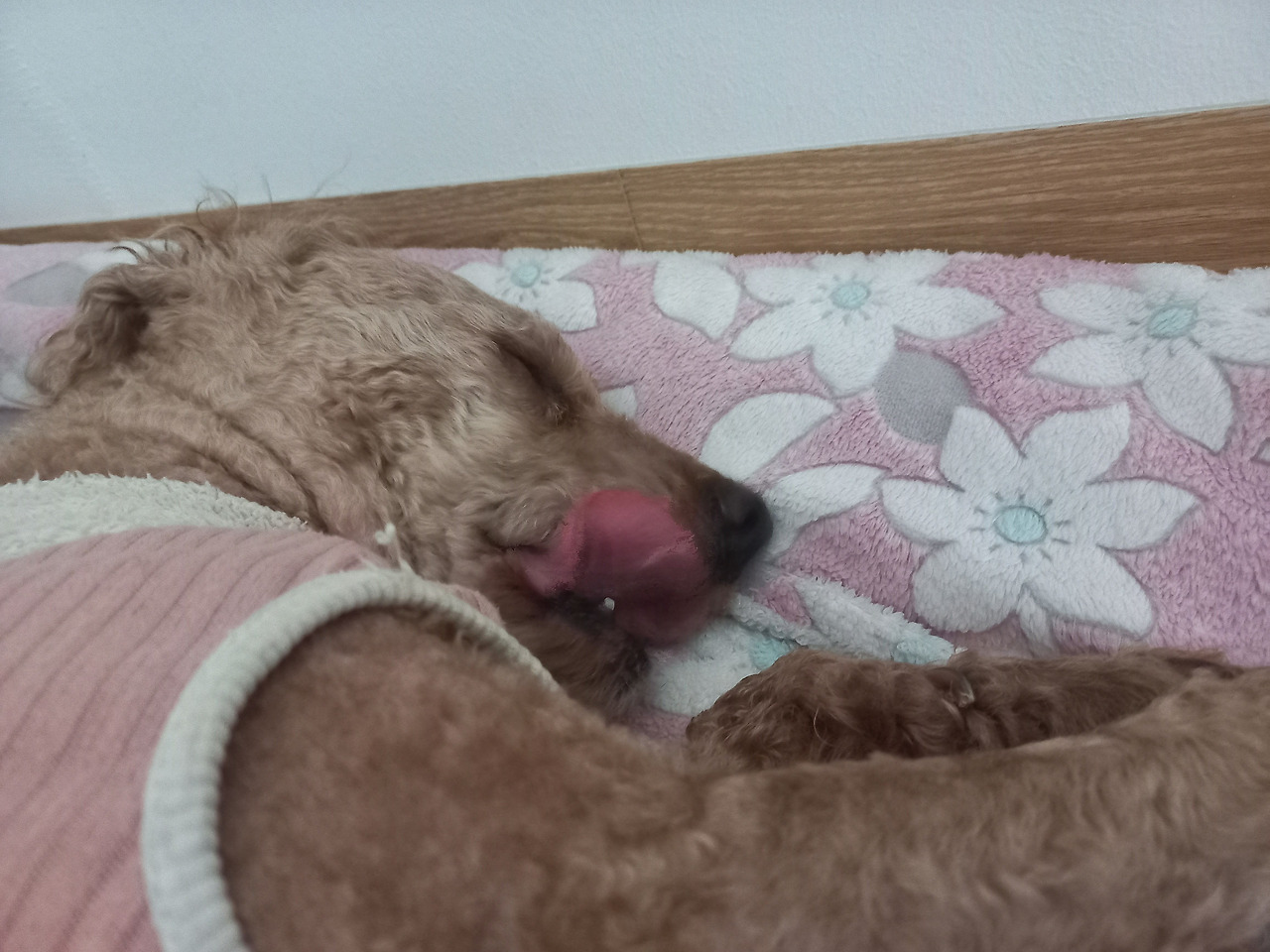 카지노 가입 쿠폰