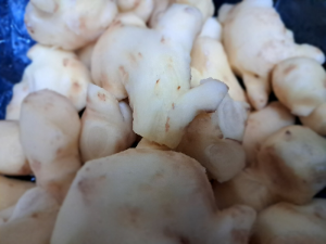카지노 쿠폰
