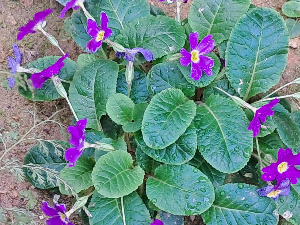 카지노 쿠폰