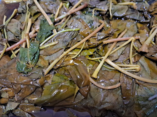 카지노 쿠폰