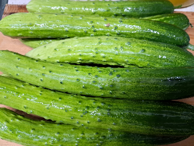 카지노 게임 사이트