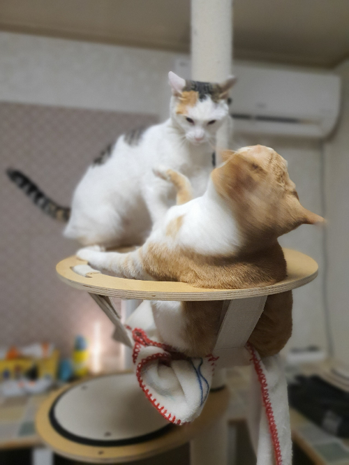 카지노 쿠폰