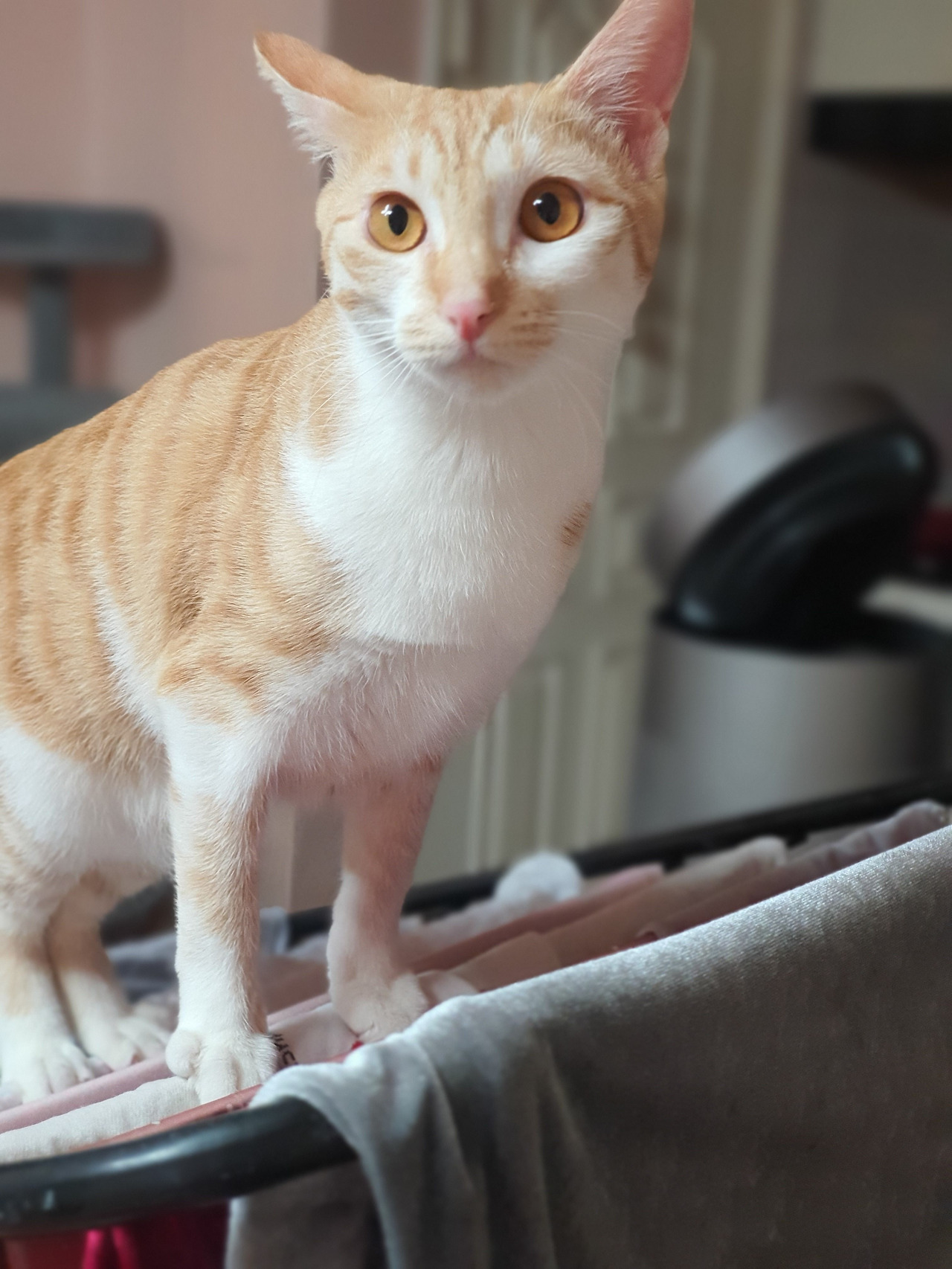 카지노 쿠폰
