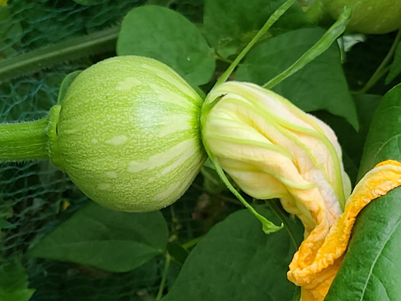 시골밥상