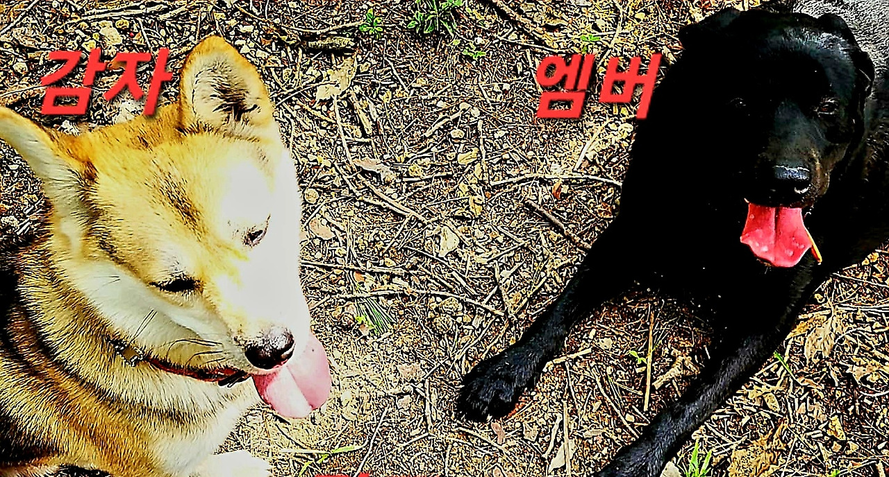 카지노 가입 쿠폰