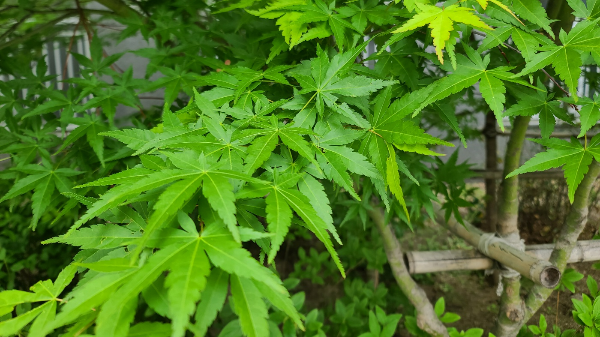 카지노 게임