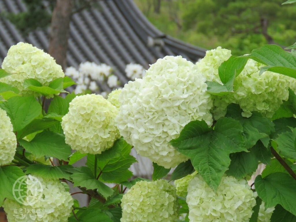 카지노 가입 쿠폰