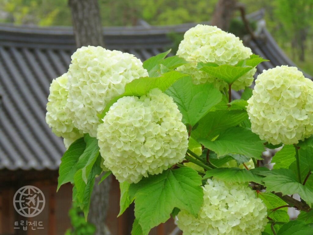 카지노 가입 쿠폰