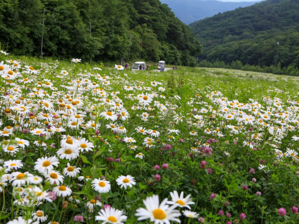 카지노 게임
