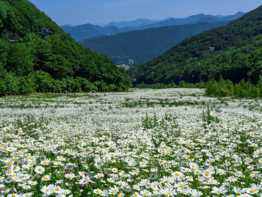 카지노 게임