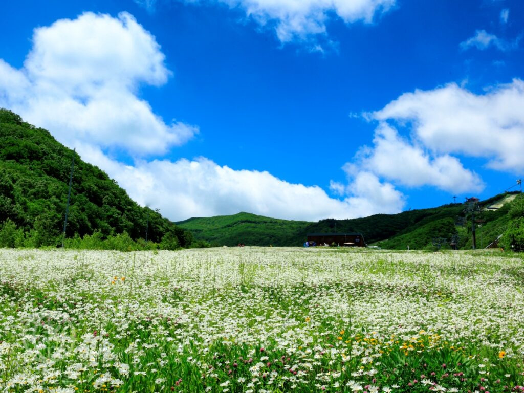 카지노 게임
