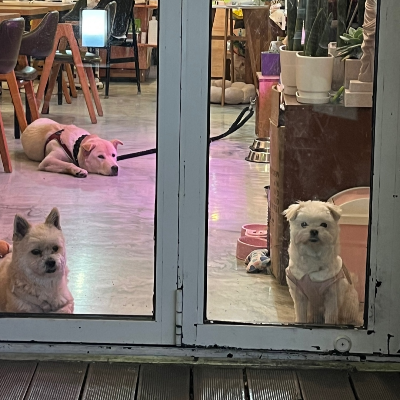 카지노 가입 쿠폰