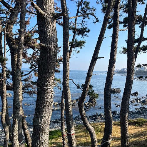 카지노 쿠폰