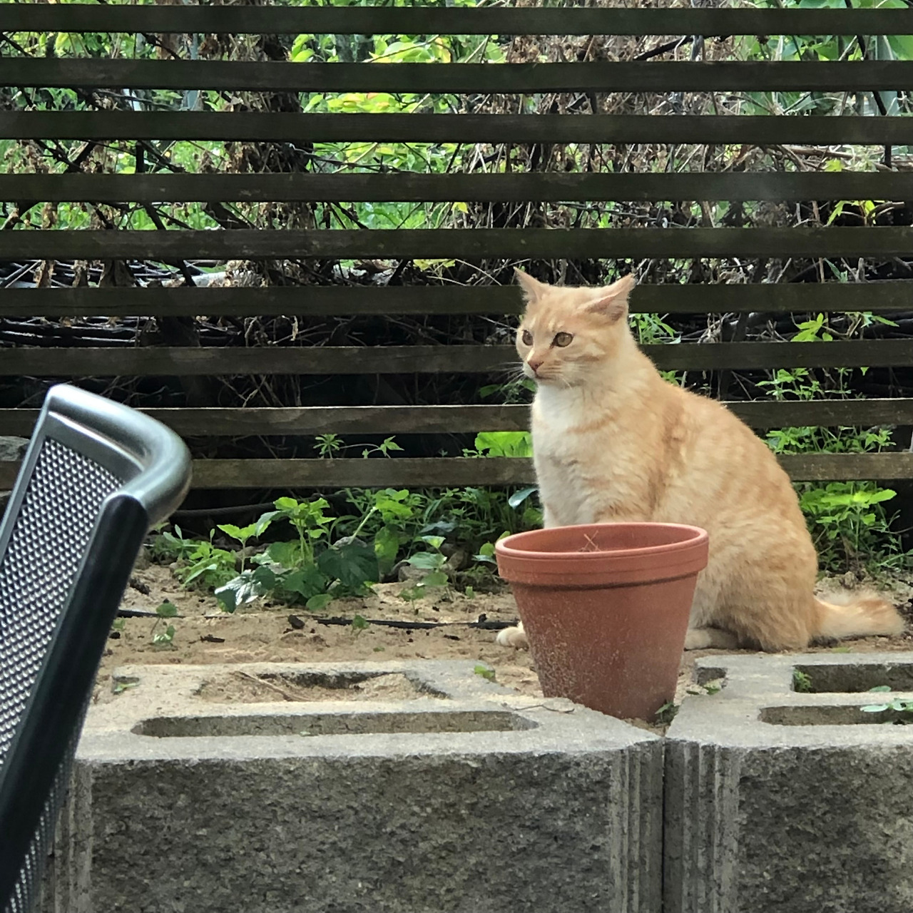 온라인 카지노 게임