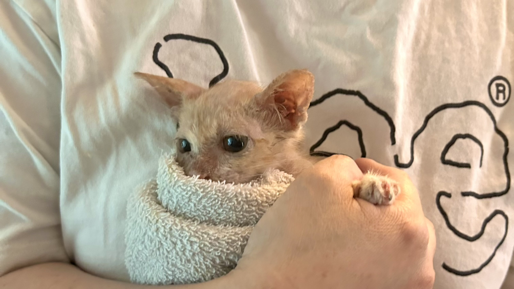카지노 쿠폰