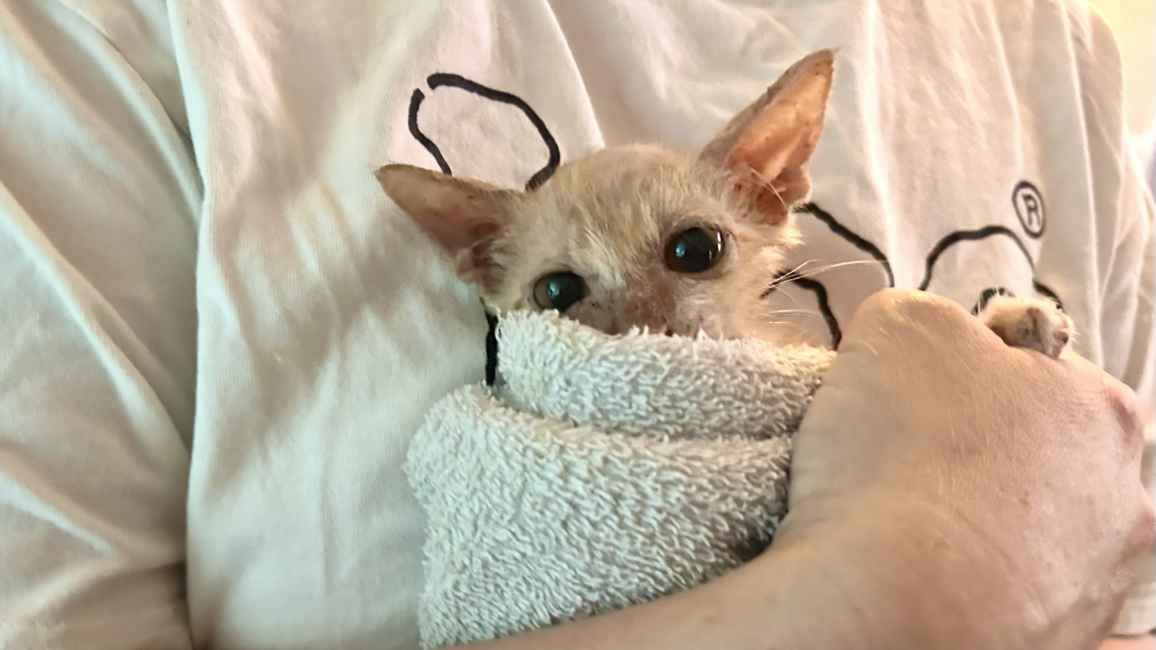 카지노 쿠폰